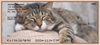 Tabby Cats & Kittens